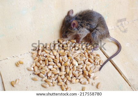 Dead mouse near poison grain