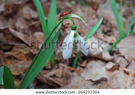 Snowdrop flower and lady-beetle