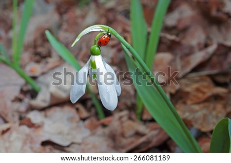 Snow drop flower and lady-beetle
