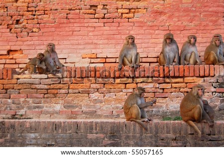 Monkeys sitting on a brick wall in Monkey Temple, Nepal