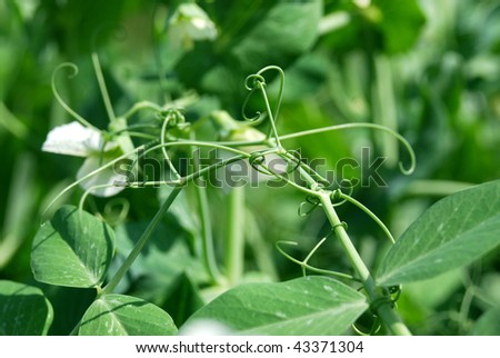 tendrils of pea