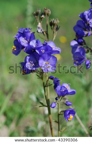 Greek Valerian