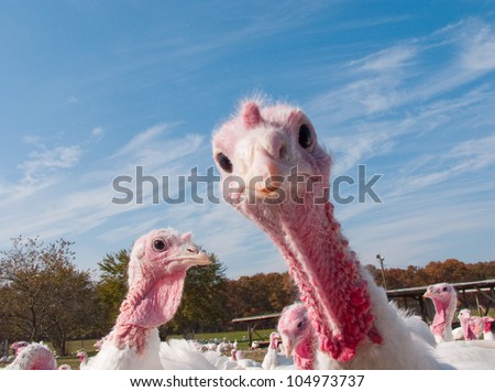 Turkey Farm Turkey Farm
