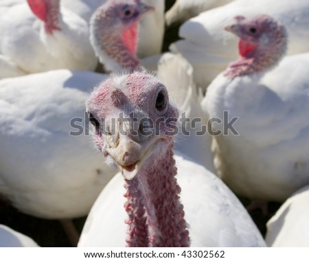 turkey close up