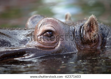 Hippo Eyes