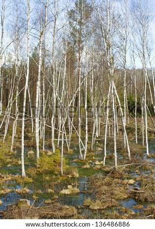 Swamp in eastern Europe, spring time.