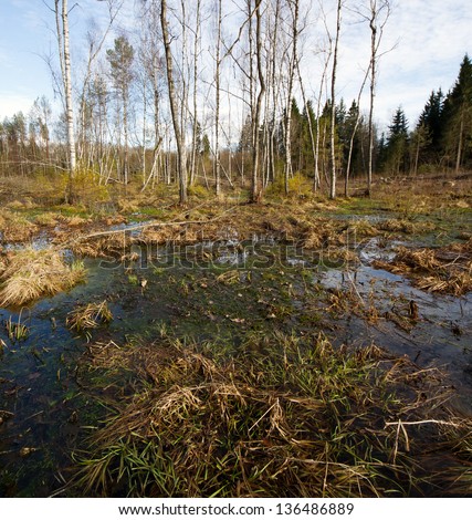 Swamp in eastern Europe, spring time.