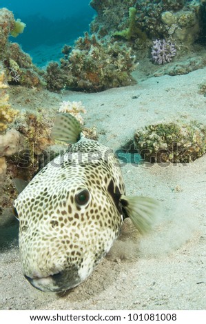 Giant puffer fish in the ocean
