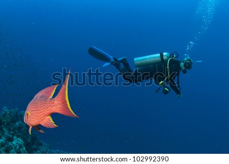 Red Sea Rock cod and scuba diver