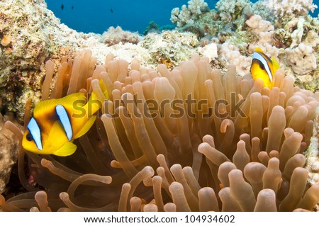 Fish   on Photo   Anemone Fish On Coral Reef In The Red Sea In Clear Blue Water