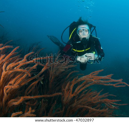 woman scuba diver swimming in clear blue water behind red coral structure
