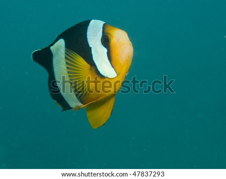 Clarkii Anemonefish