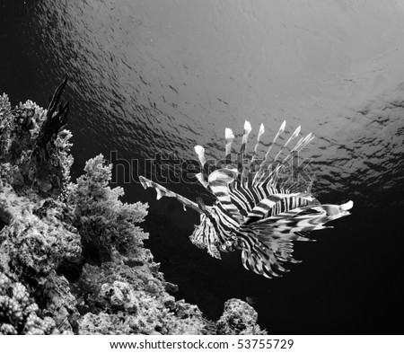 stock photo : Lion fish in Black and white