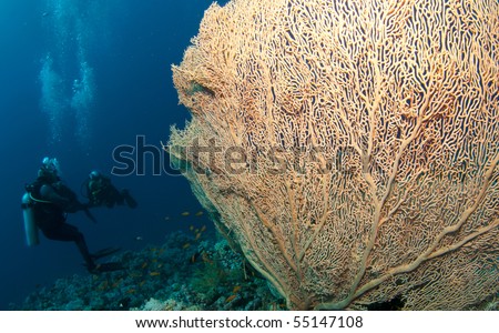 scuba divers with big sea fan