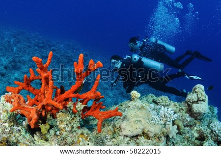 red coral and scuba divers