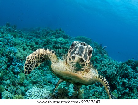 Sea Turtle smimms into camera