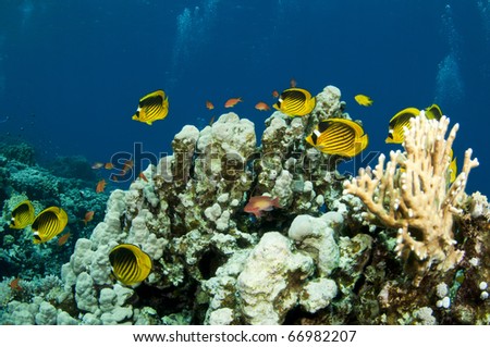   Butterfly Fish on Red Sea Coral Scape With Yellow Butterfly Fish Stock Photo 66982207