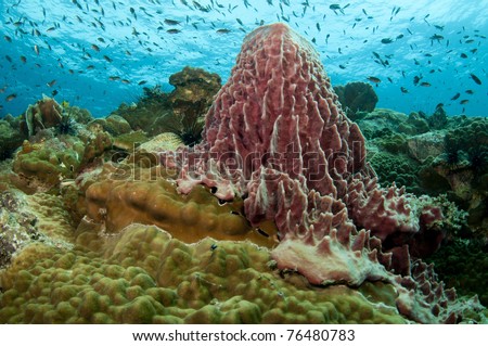 baral sponge coral on a reef in Thailand