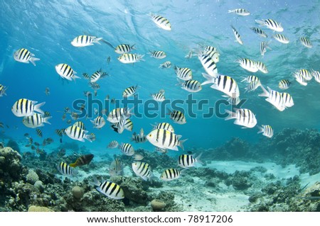 damsel fish in ocean