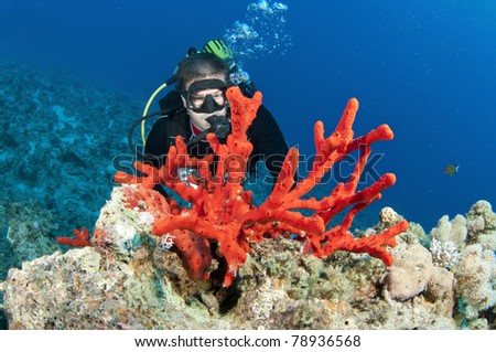 Bright Red Coral