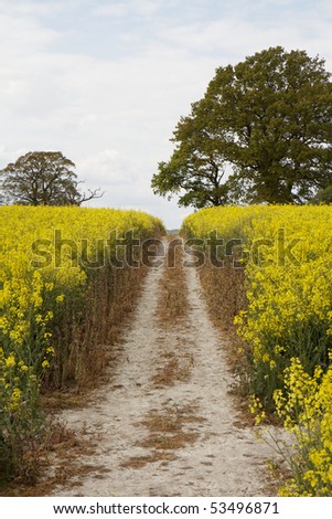 Farm track cutting through a vibrant yellow rapeseed crop near the South Downs Way