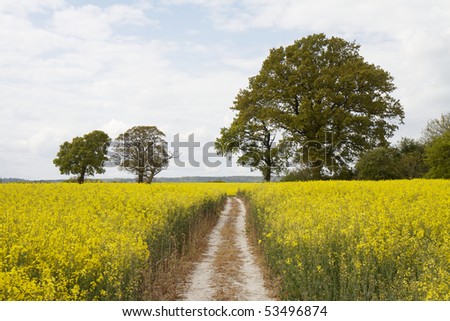 Farm track cutting through a vibrant yellow rapeseed crop near the South Downs Way