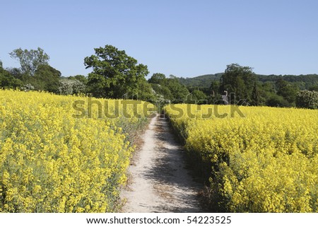 Farm track through a vibrant yellow rapeseed crop near the South Downs Way