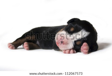 2 weeks old Bernese mountain dog puppy isolated on white