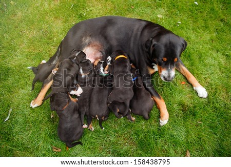 mountain dog puppies, female dog with puppies on the grass
