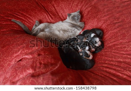 mountain dog puppies in bed with cat