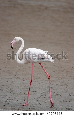 flamingo environment