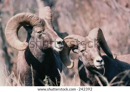 Rocky Mountain Big Horn Ram duo\
\
Colorado