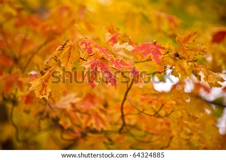 Cool Colors from Fall Leaves and Foliage