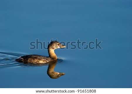 Pie Billed Grebe swimming on calm water at sunrise