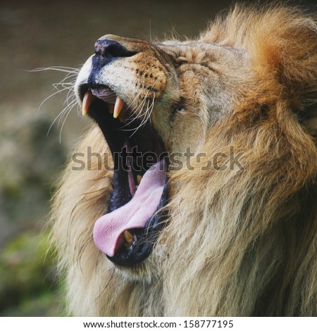 the lion\'s roar