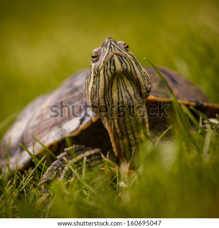 turtle in the grass