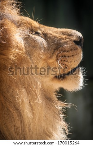 lion king of animals