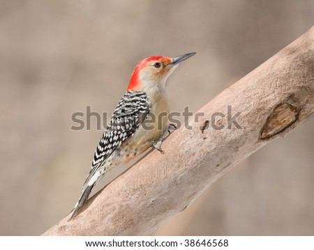 Red bellied woodpecker during Winter in Quebec, Canada.