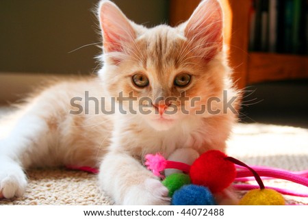 Kitten with Toys