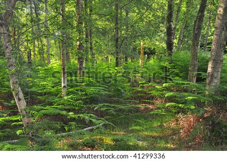 New Forest woodland in the south of England
