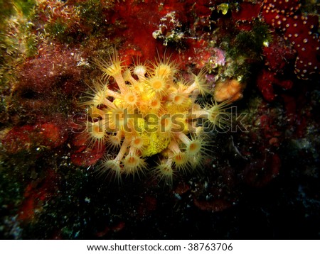Sea sponge (false coral)