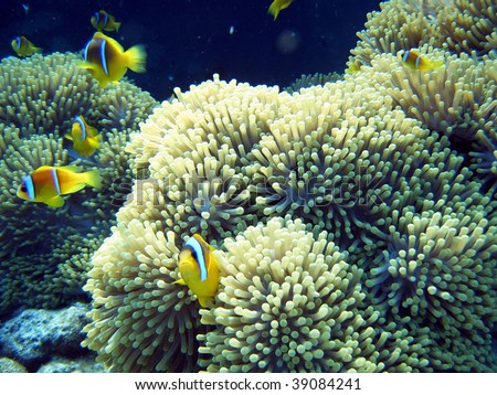 clown fish in the anemone site