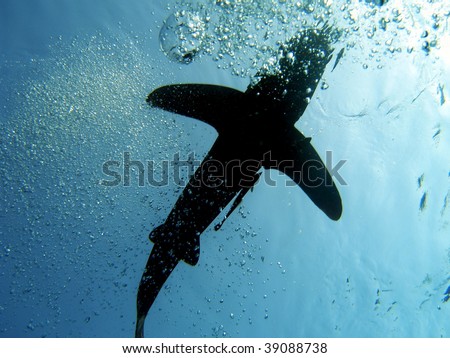 oceanic white tip shark, Carcharinus longimanus, Elphinstone Reef, Red Sea