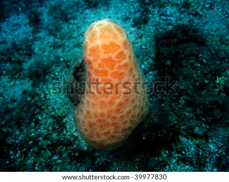 Sea Sponge, Adriati sea, Croatia