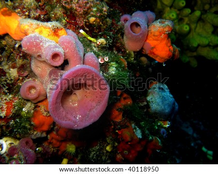 Tube sea sponge - Adriatic sea, Croatia