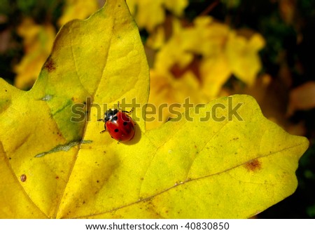 Bright red Lady Bug on autumn color