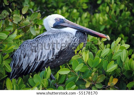 Isla Santa Cruz, Galapagos