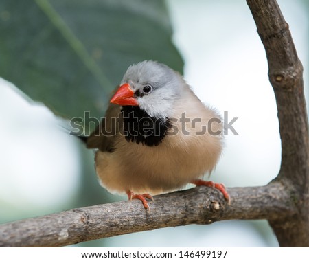 Closeup photo of a beautiful Shaft-Tail Finch bird with a black chest and orange feet and beak.