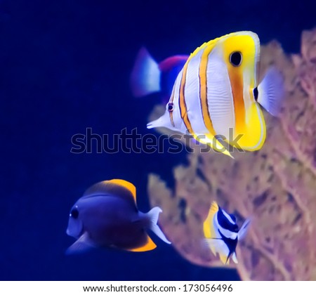 Copperband Butterfly Fish and other tropical fish in an aquarium.