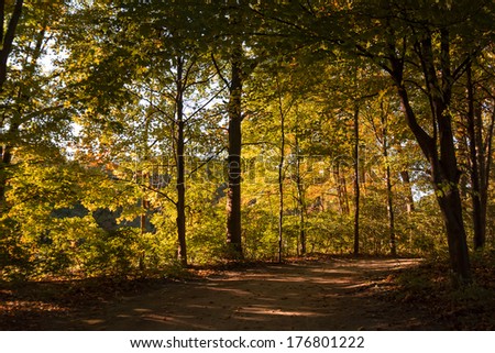 A forest trail lined with trees that are back-lit by the setting sun.